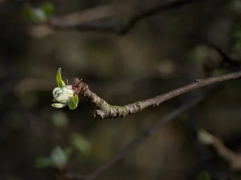 Apple tree bud on twig Stock Photos