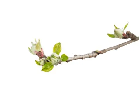 Apple tree bud on white Stock Photos