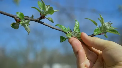 Apple tree buds are seen against a clear blue sky on a sunny day Video stock 295160974