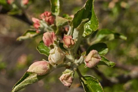 Apple tree buds on the background of the tree crown. Stock Photos