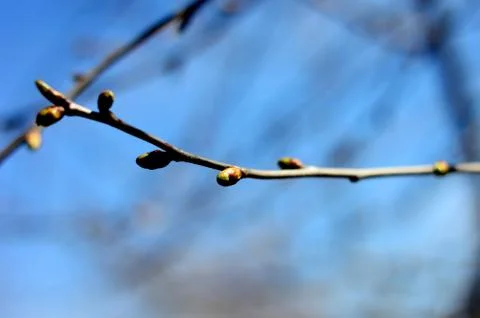 Apple tree buds in early spring Stock Photos