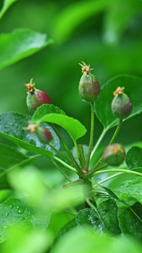 Apple tree buds emerging in spring, dew-covered leaves, nature's quiet rebirth Stock Footage 337671399