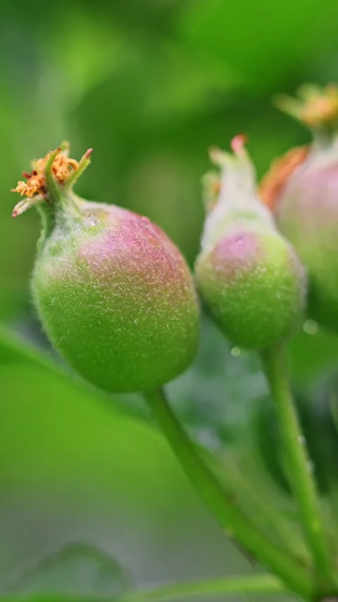 Apple tree buds emerging in springtime Stock Footage 337664721
