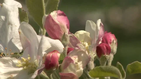 Apple tree buds Vídeo Stock 39672541