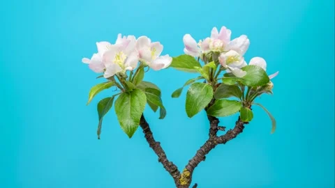 Apple tree buds opening against blue background Vídeo Stock 186565779