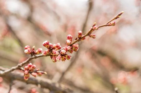 Apple Tree Buds Stockfoto's