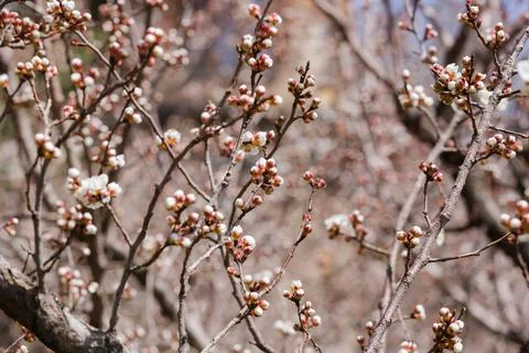 Apple tree in buds Stock Photos
