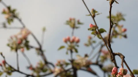 Apple tree buds in spring. Camera movement Stock Footage 37099647