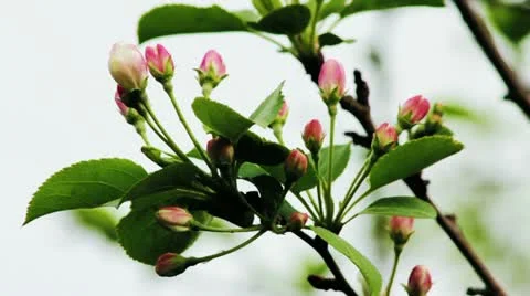 Apple tree buds in spring Vidéo 11237818