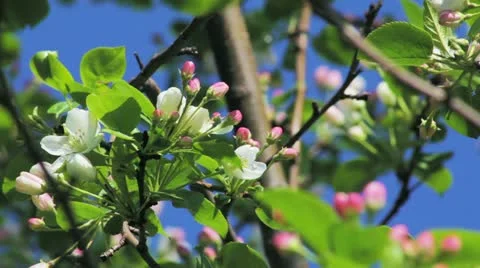 Apple tree buds in spring Видео 11287812