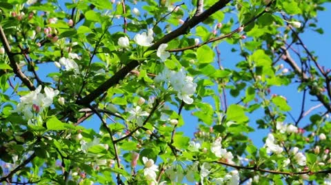 Apple tree buds in spring Видео 11287884