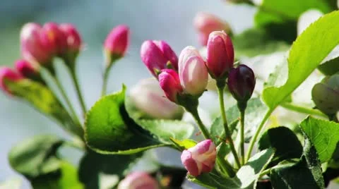Apple tree buds in spring Stock Footage