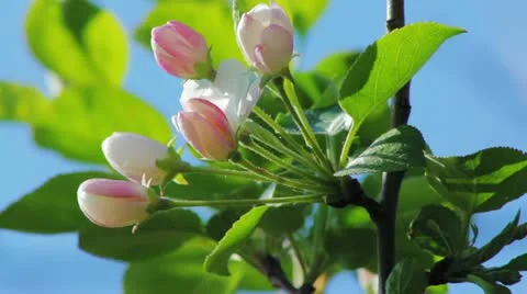 Apple tree buds in spring 库存影片 11383697