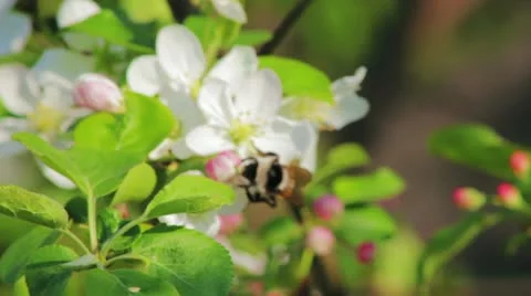 Apple tree buds in spring Видео 11383702