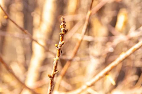 Apple tree buds in spring, selective focus Stock Photos