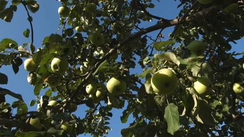 Apple tree. Camera movement from branch to branch (right to left). Video stock 70119242