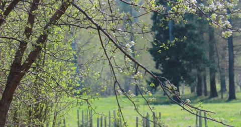 Apple tree in the city park 動画素材 153958163
