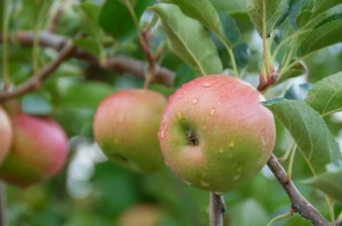 Apple on a tree. Close up of apples hanging on a tree in orchard Stock Photos