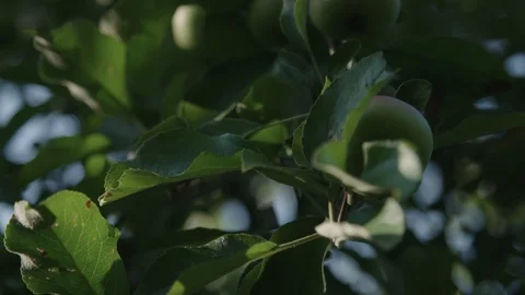 Apple tree close up Video stock 89530962
