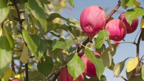 Apple Tree - Close Up Stock Footage 265503469
