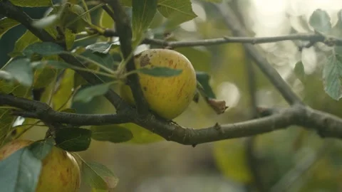Apple Tree Close Up 動画素材 284750237
