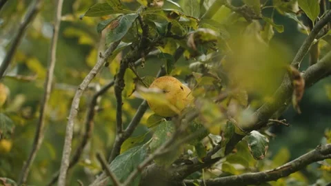 Apple Tree Close Up 動画素材 284763173