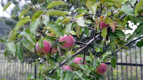 Apple tree close up with healthy apples Stock Footage 94763579