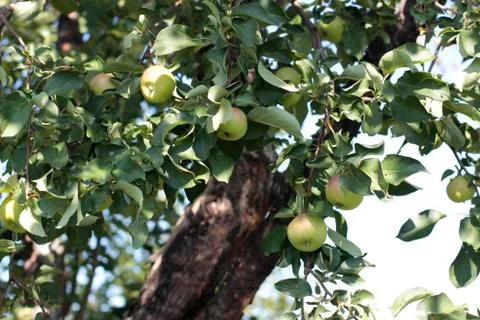 Apple tree close up Stock Photos