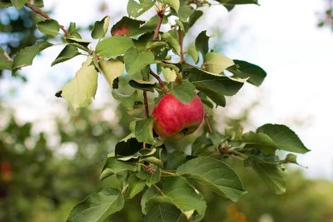 Apple tree close up Stock Photos