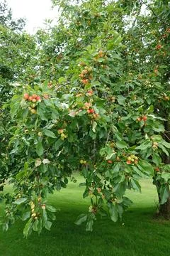 Apple tree close-up Stock Photos