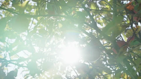 Apple tree close with sun flares Video stock 164610275