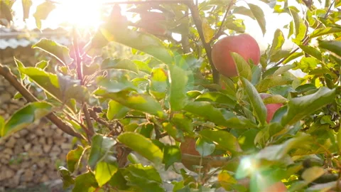 An apple on a tree. Close-up. Sun rays. Slow motion Stock Footage 97281272