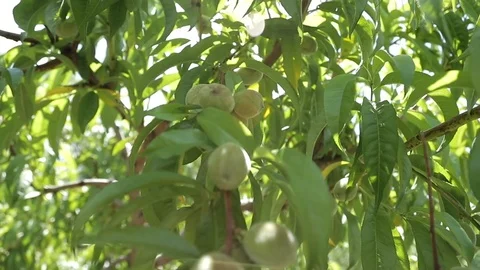Apple Tree Close Up with Sun Rays 스톡 동영상 100074746