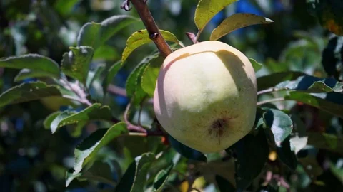 Apple on the tree in the closeup Stock Footage 115703769