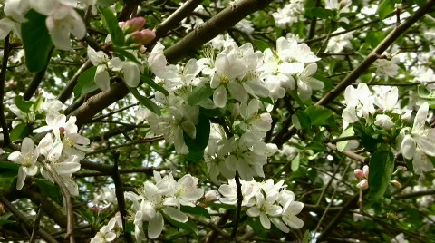 Apple-tree in color Stock Footage 843368