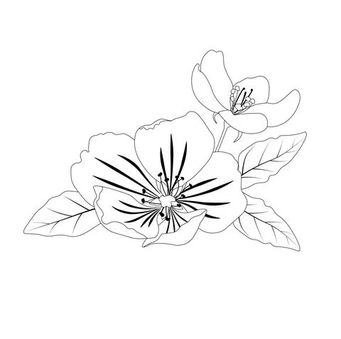 Apple tree coloring book Illustrazione stock