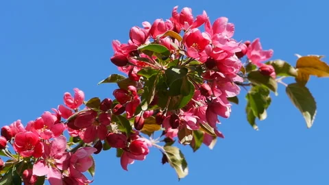 Apple tree covered with large red flowers Stock Footage 145411577