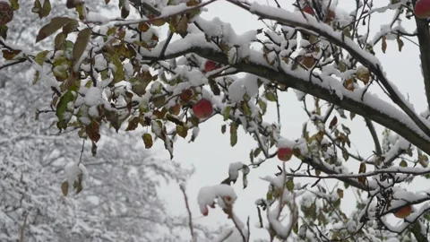 Apple tree covered in snow Stock Footage 144656095