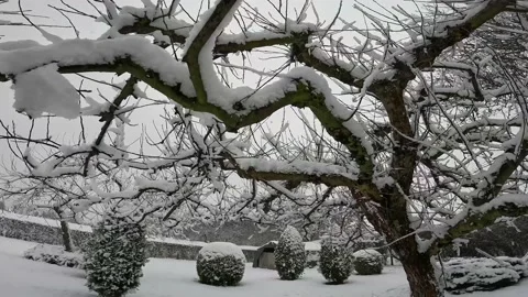 Apple tree covered with snow Stock Footage 231766676