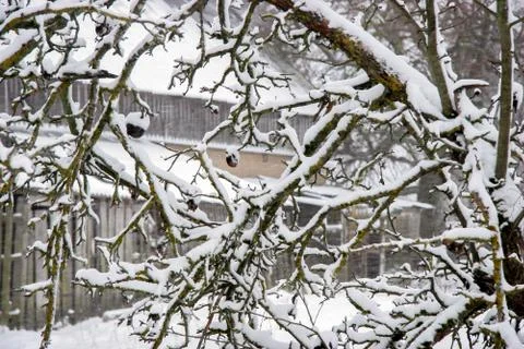 Apple tree covered with snow Stock Photos