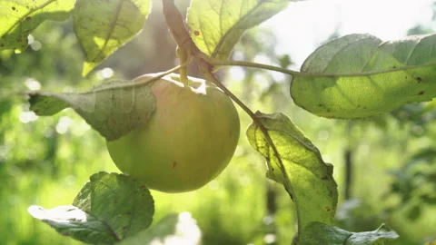 Apple Tree CU Stock Footage 135675239