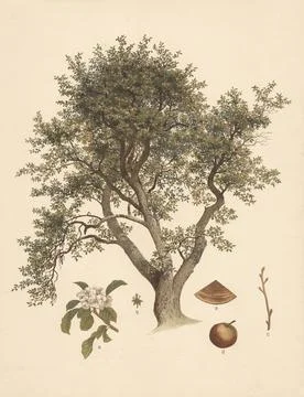 Apple tree, cultivated apple tree, Malus domestica, illustration by Johann Stock Illustration