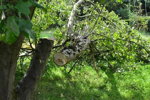 Apple tree cut branch Foto stock