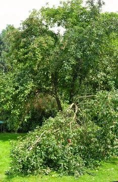 Apple tree cut branch Stock Photos