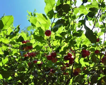 Apple tree. Diet, fresh and healthy. Stock Photos