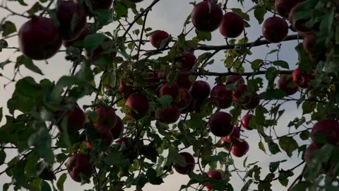 Apple tree disease Stock Footage 321944801