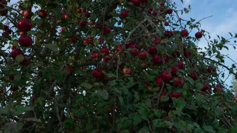 Apple tree disease Stock Footage 321944873