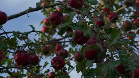 Apple tree disease Stock Footage 321944888