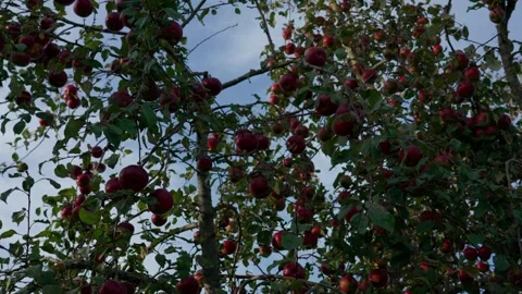 Apple tree disease Stock Footage 321945102