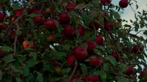 Apple tree disease Stock Footage 321945598